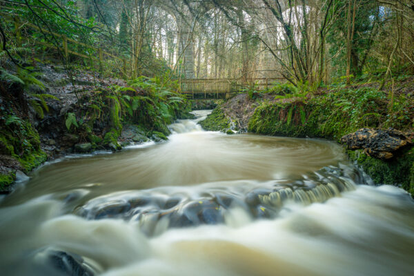 Enchanted Waters Of Crawfordsburn Forest - Photography By Dario Lemos For The Shot NI