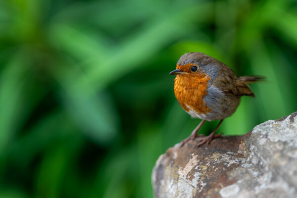 The Watchful Robin -Photography By Dario Lemos For The Shot NI