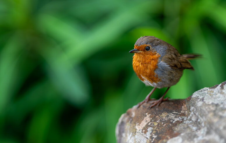 The Watchful Robin