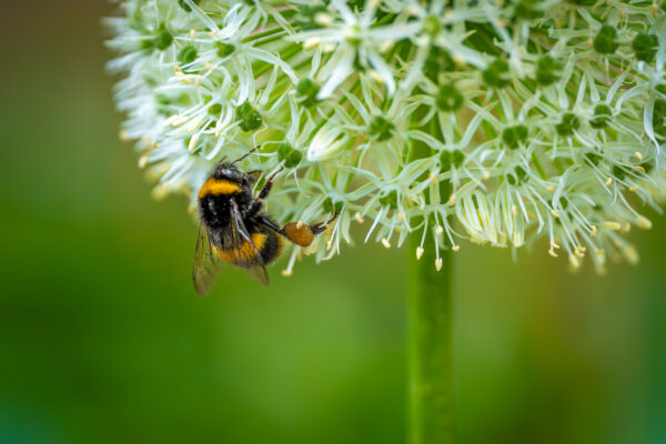 Nature's Harmony - Photography By Dario Lemos For The Shot NI