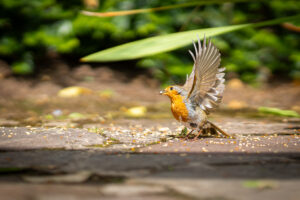 Flight of the Robin - Photography By Dario Lemos For The Shot NI