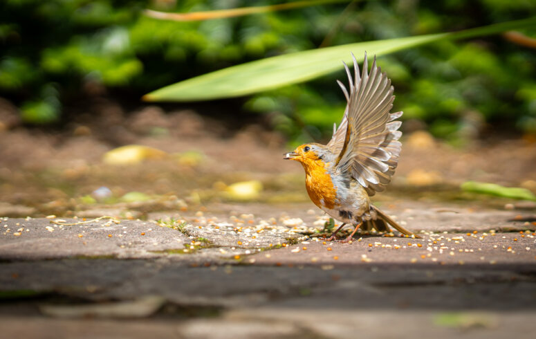 Flight of the Robin