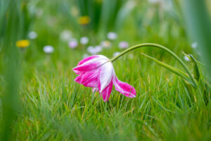 Graceful Resilience - Photography By Dario Lemos For The Shot NI