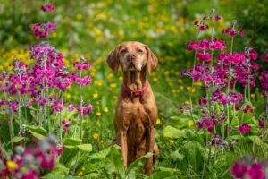 Vizsla In Bloom - Photography By Dario Lemos For The Shot NI