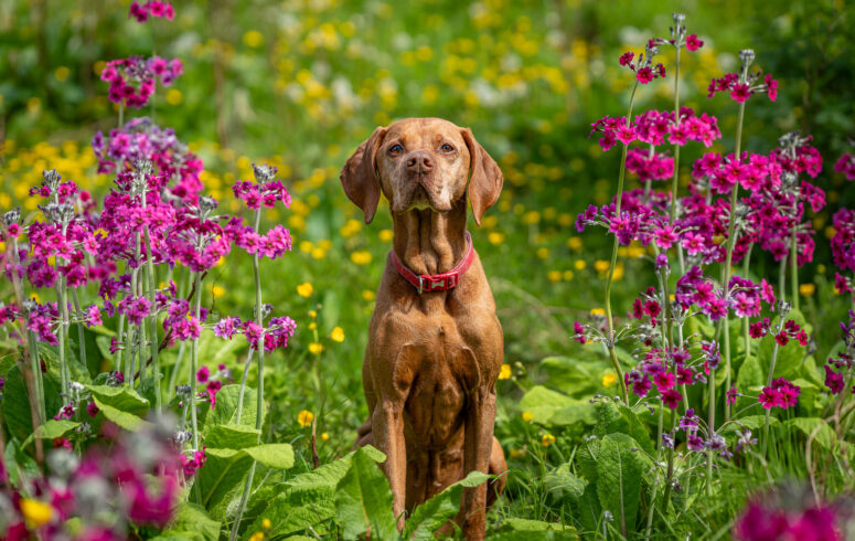 Vizsla in Bloom