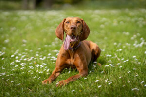 Happiness Is A Warm Puppy In A Field Of Daisies