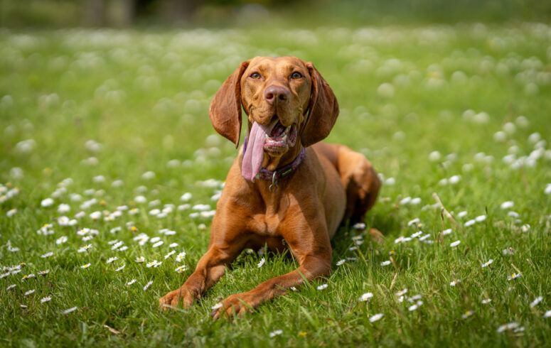 Happiness Is A Warm Puppy In A Field Of Daisies