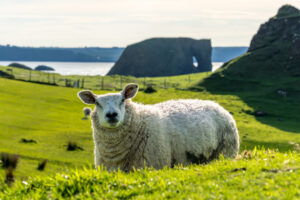 Coastal Pastures OF Northern Ireland - Photography By Dario Lemos For The Shot NI