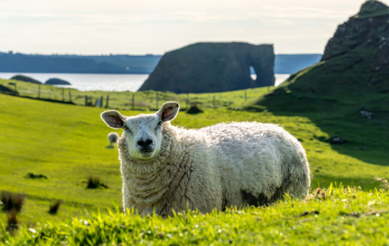 Coastal Pastures Of Northern Ireland