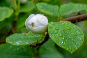 Morning Dew - Photography By Dario Lemos For The Shot NI