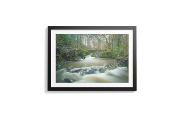 Enchanted Waters Of Crawfordsburn Forest - Photography By Dario Lemos For The Shot NI